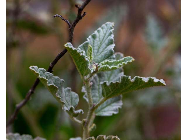 Sphaeralcea incana (Gray globemallow) #57012