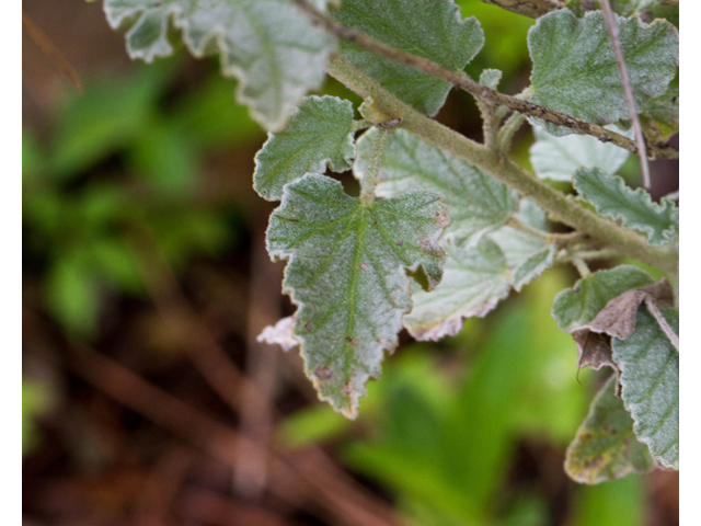 Sphaeralcea incana (Gray globemallow) #57014