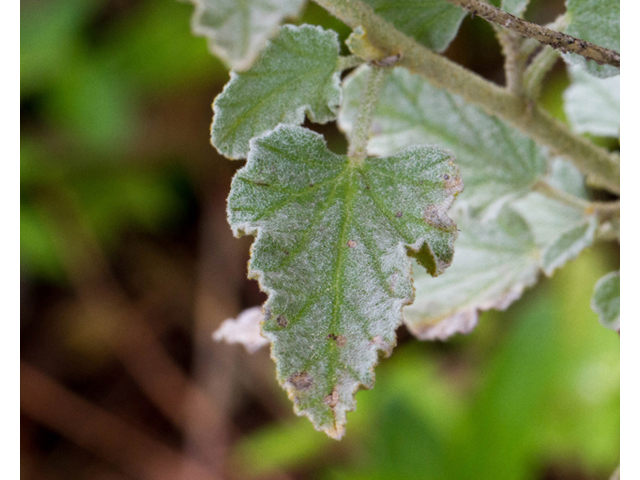 Sphaeralcea incana (Gray globemallow) #57015