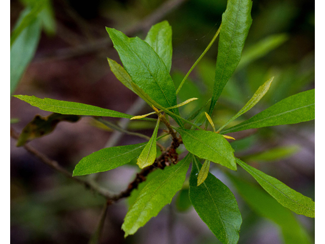 Morella cerifera (Wax myrtle ) #57022