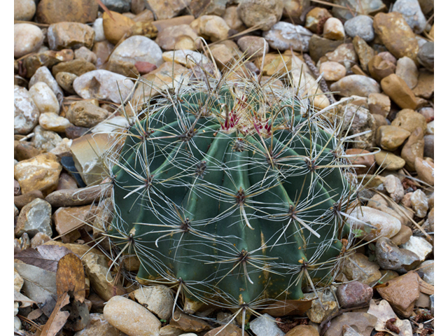 Ferocactus wislizeni (Candy barrel) #57043