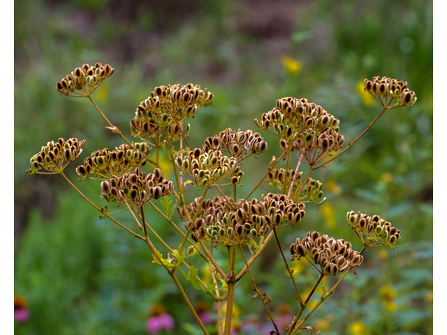 Polytaenia texana (Texas prairie parsley) #57116