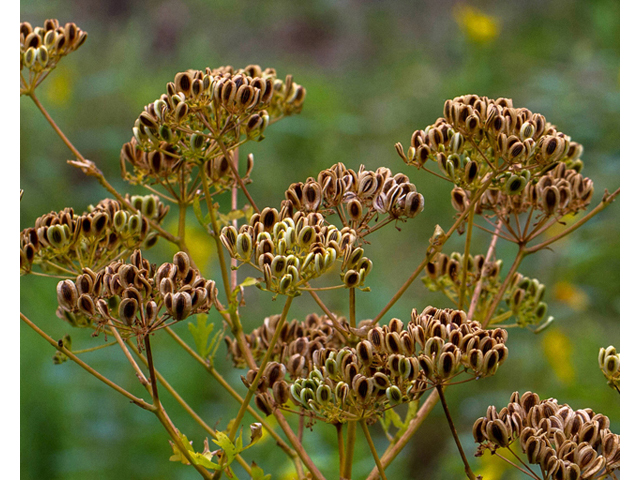 Polytaenia texana (Texas prairie parsley) #57117