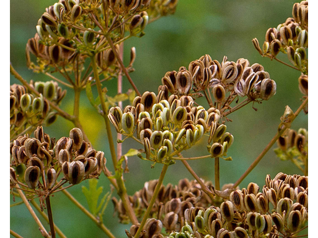 Polytaenia texana (Texas prairie parsley) #57118