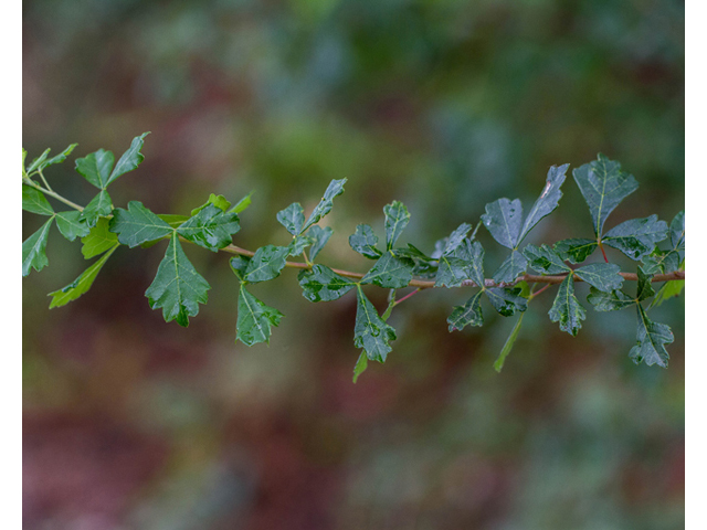 Rhus aromatica var. serotina (Fragrant sumac) #57137