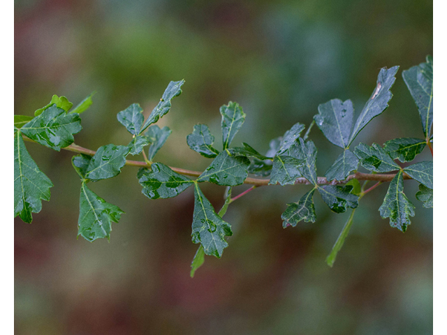 Rhus aromatica var. serotina (Fragrant sumac) #57138