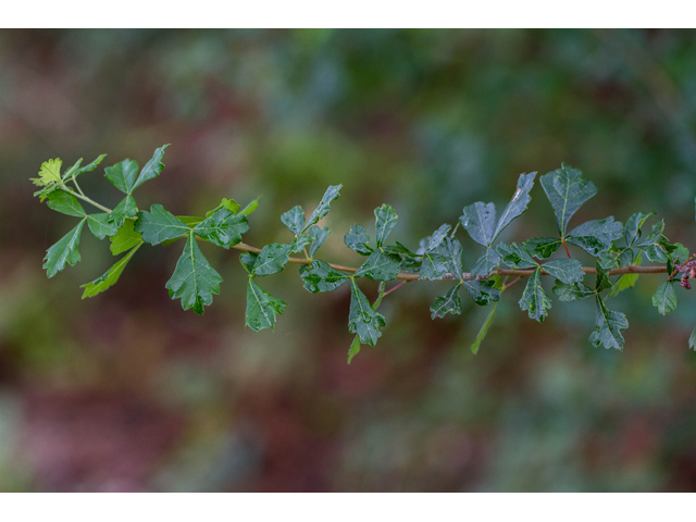 Rhus aromatica var. serotina (Fragrant sumac) #57140