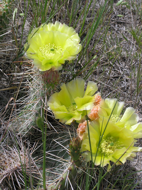 Opuntia polyacantha (Plains prickly pear) #26278