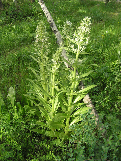 Frasera speciosa (Elkweed) #26297