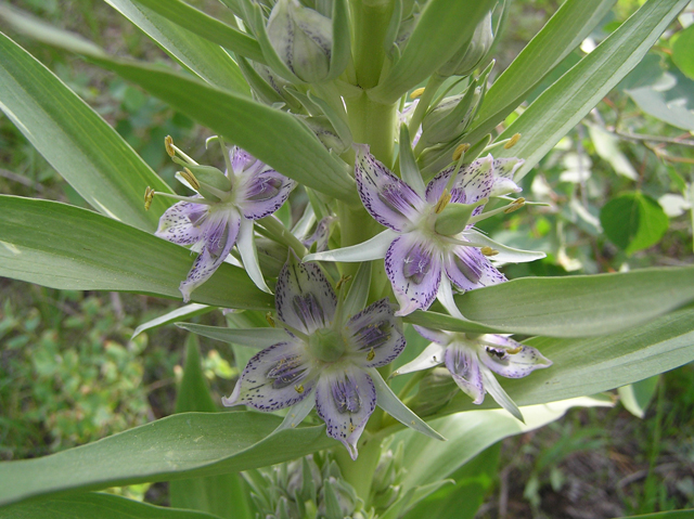 Frasera speciosa (Elkweed) #26300