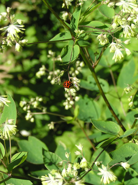 Thalictrum dioicum (Early meadow-rue) #26313