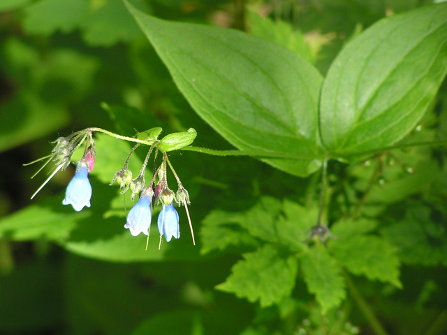 Mertensia paniculata (Tall bluebells) #26315