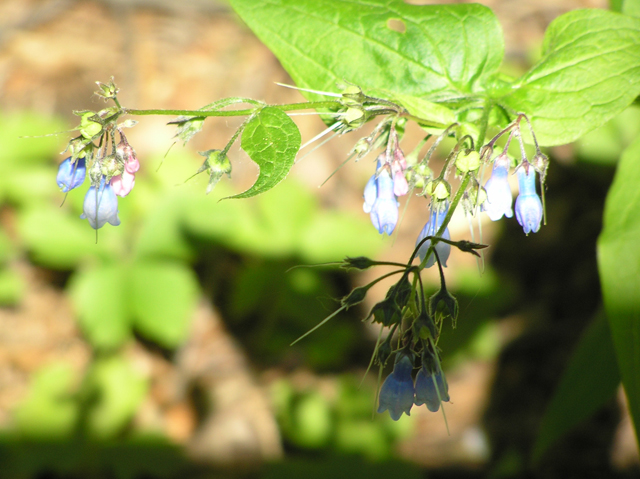 Mertensia paniculata (Tall bluebells) #26316