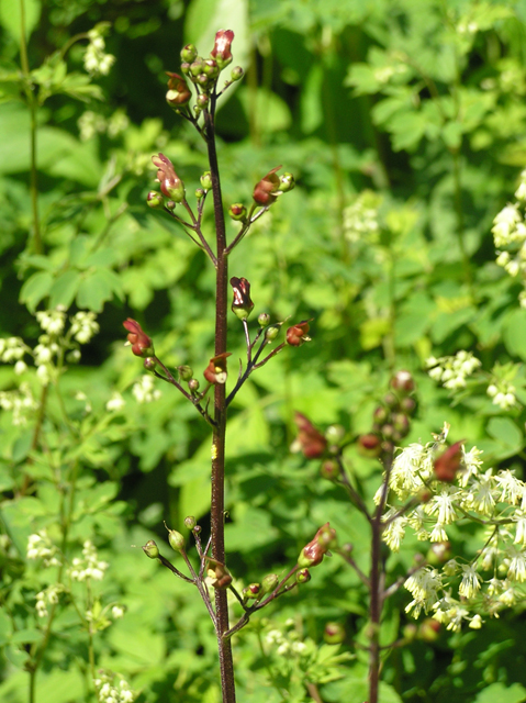 Scrophularia lanceolata (Lanceleaf figwort) #26320