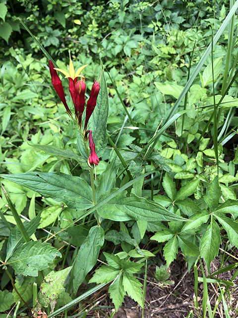 Spigelia marilandica (Woodland pinkroot) #87870