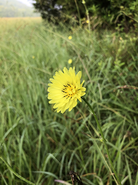 Pyrrhopappus carolinianus (Carolina desert-chicory) #87872