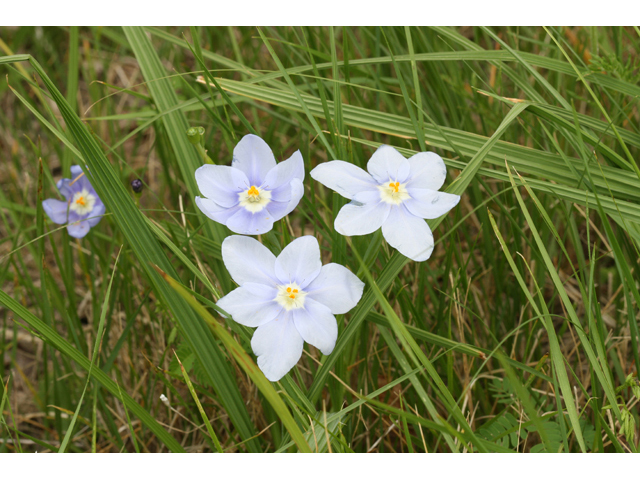 Nemastylis geminiflora (Prairie celestials) #34089