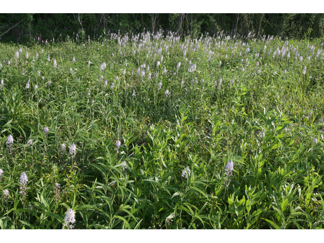 Camassia angusta (Prairie camas) #34092