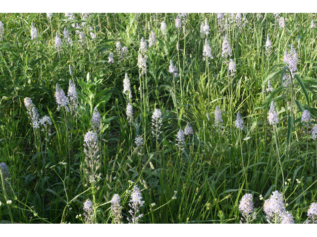 Camassia angusta (Prairie camas) #34093