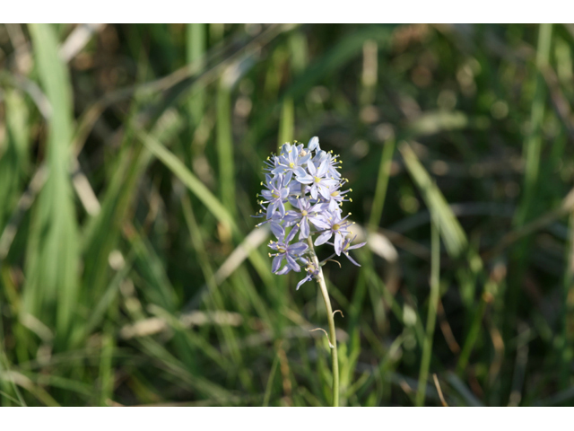 Camassia angusta (Prairie camas) #34095