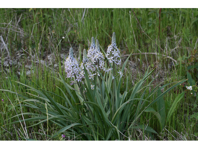 Camassia angusta (Prairie camas) #34097