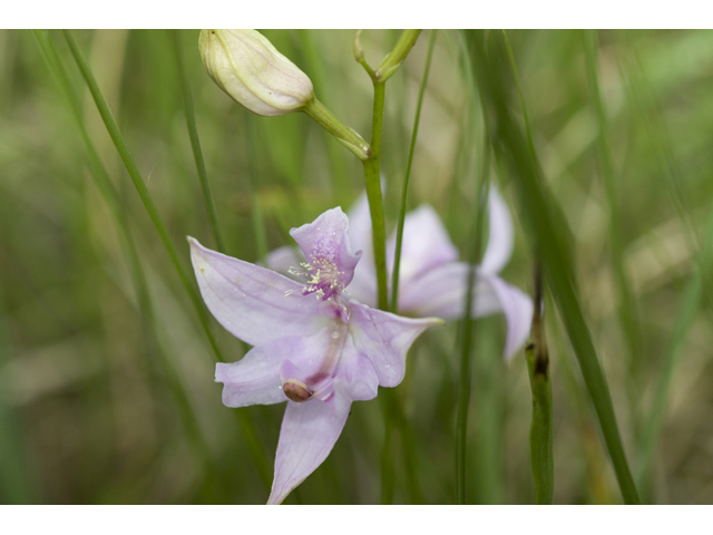 Calopogon oklahomensis (Oklahoma grasspink) #34101