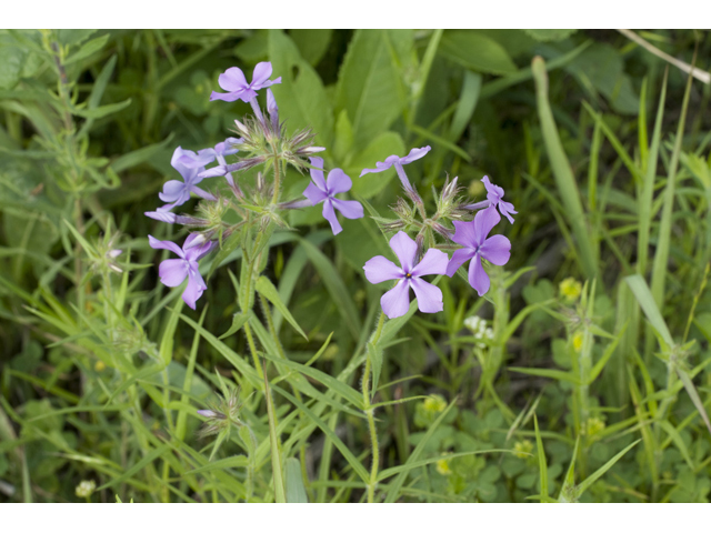 Phlox cuspidata (Pointed phlox) #34103