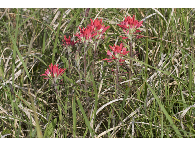 Castilleja coccinea (Scarlet paintbrush) #34105