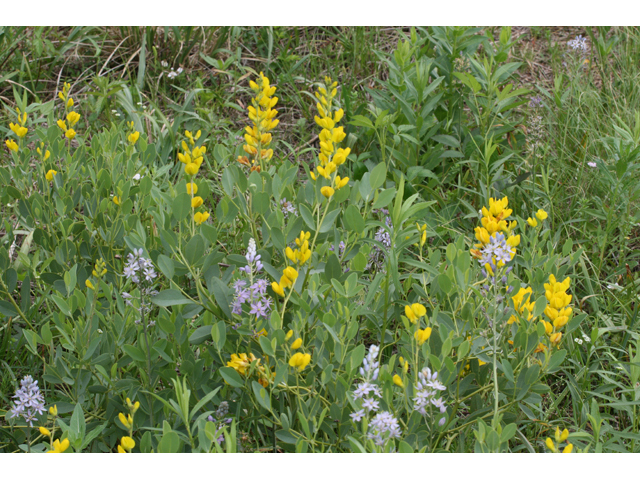 Baptisia sphaerocarpa (Yellow wild indigo) #34108