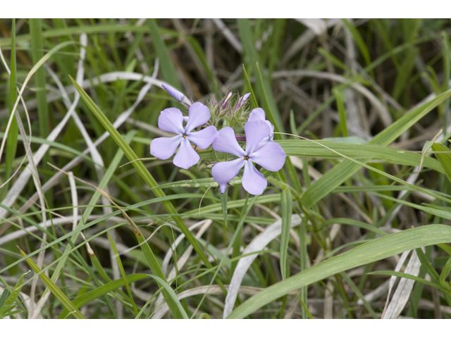 Phlox cuspidata (Pointed phlox) #34109