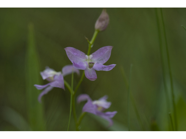 Calopogon oklahomensis (Oklahoma grasspink) #34117