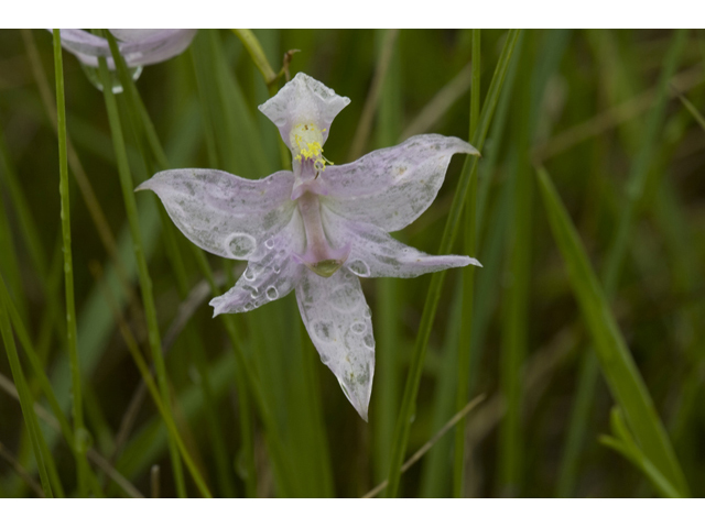 Calopogon oklahomensis (Oklahoma grasspink) #34118