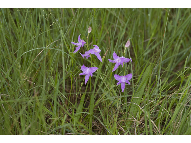 Calopogon oklahomensis (Oklahoma grasspink) #34121