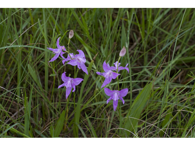 Calopogon oklahomensis (Oklahoma grasspink) #34122