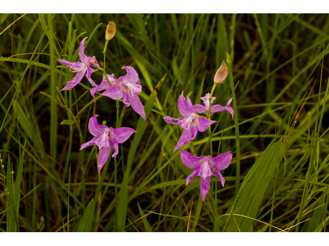 Calopogon oklahomensis (Oklahoma grasspink) #34124