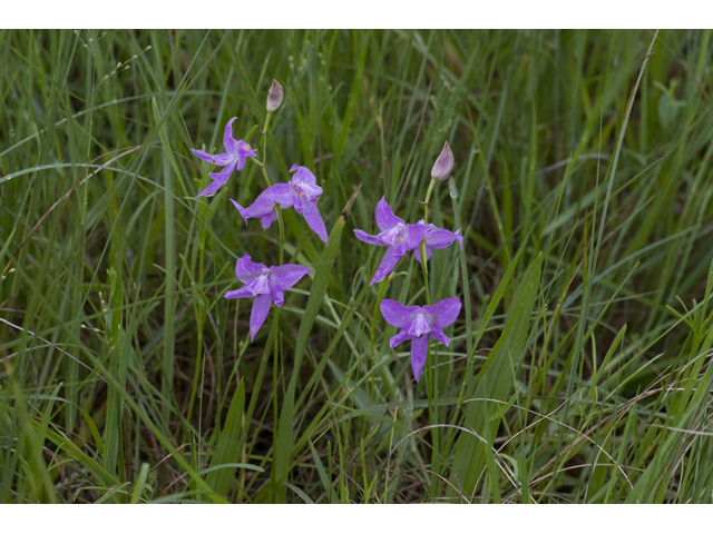 Calopogon oklahomensis (Oklahoma grasspink) #34126