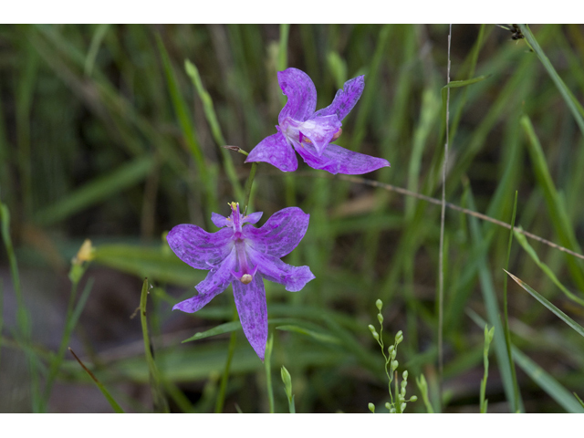 Calopogon oklahomensis (Oklahoma grasspink) #34129