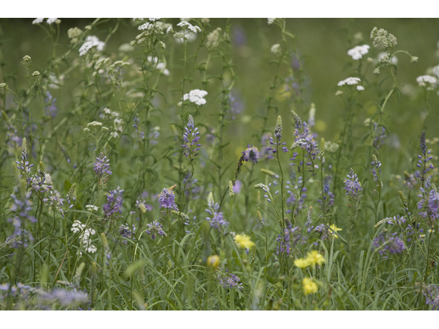 Camassia angusta (Prairie camas) #34148