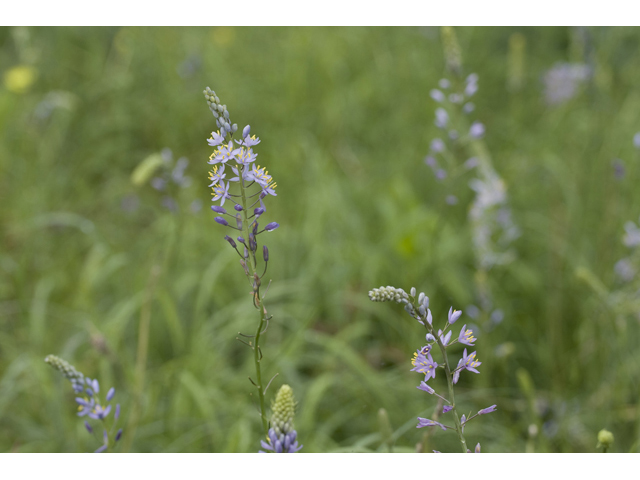 Camassia angusta (Prairie camas) #34149