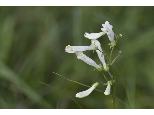 Penstemon laxiflorus (Nodding penstemon) #34158