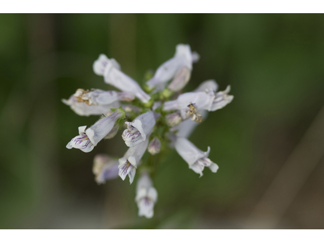 Penstemon laxiflorus (Nodding penstemon) #34161