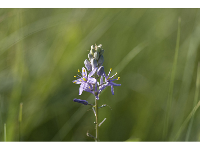 Camassia angusta (Prairie camas) #34163