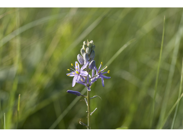 Camassia angusta (Prairie camas) #34164