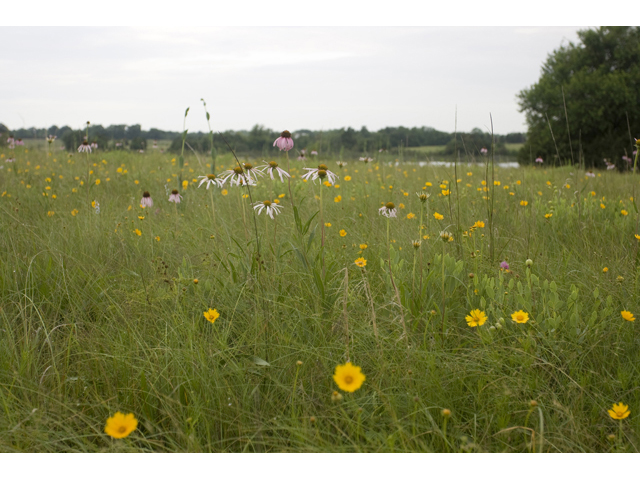 Echinacea atrorubens (Topeka purple coneflower) #34168