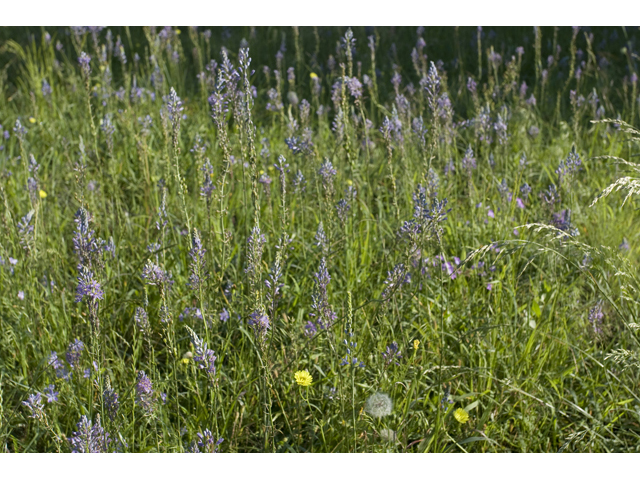 Camassia angusta (Prairie camas) #34186