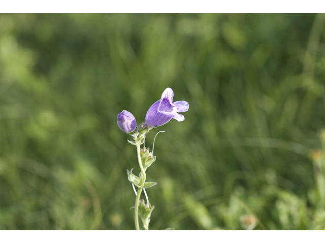 Penstemon cobaea (Prairie penstemon) #34192