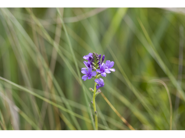 Buchnera americana (American bluehearts) #34196