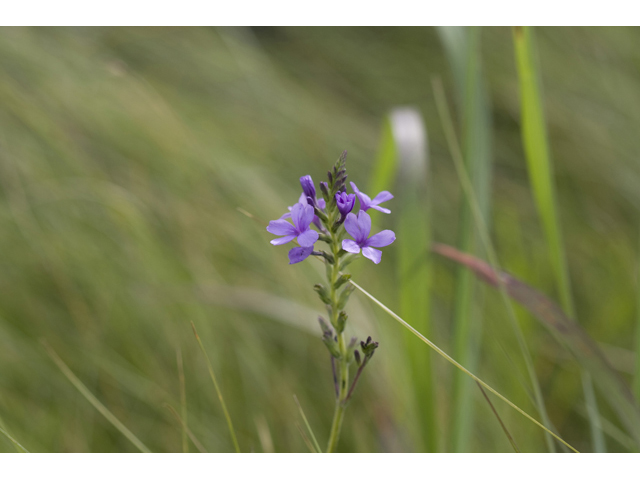 Buchnera americana (American bluehearts) #34199