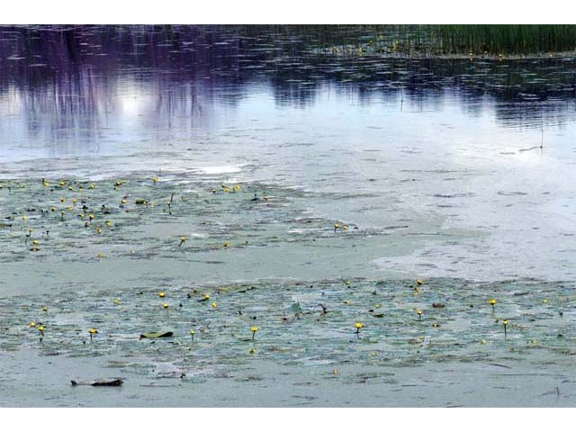 Nuphar lutea ssp. variegata (Varigated yellow pond-lily) #69505