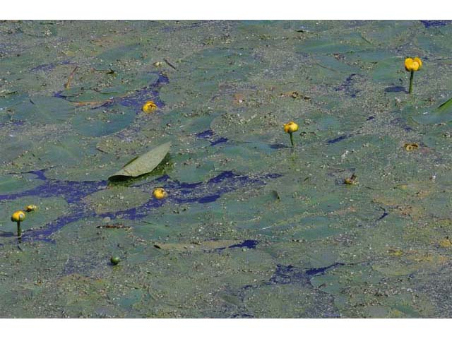 Nuphar lutea ssp. variegata (Varigated yellow pond-lily) #69509